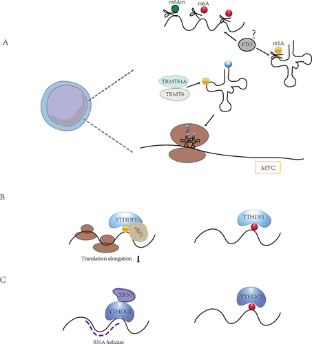 Figure 4. The crosstalk between m6A modifications and other RNA modifications. (A) FTO plays a role in the demethylation of various RNA modifications, including m6A, m6Am and m1A. m1A-mediated tRNA modifications play an important role in the regulation of translation required for T cell activation, and the function of FTO in this is still unknown. (B) the binding protein YTHDF1 binds m1A in addition to m6A and thus mediates translation initiation. (C) in addition to binding m6A, YTHDC1 also has a weak RNA helicase function. There may be crosstalk between multiple RNA modifications, and how m6A regulators coordinate their functions in multiple RNA modifications and the roles they play in immune cells need to be further investigated.