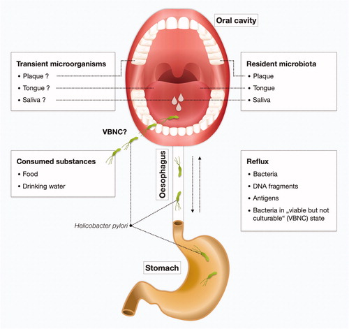 Figure 3. The cycle of H. pylori in the human body. The question on whether H. pylori is resident or transient in the oral cavity (saliva, dental plaque, or tongue microbiota) remains to be clarified. H. pylori can be introduced in the oral cavity by contaminated substances including food and drinking water. There may also be a relationship between gastric and oral H. pylori infection. H. pylori can be swallowed and may subsequently cause infections in the stomach. Conversely, reflux can bring back viable organisms, DNA fragments or antigens of H. pylori to the oral cavity from the stomach of H. pylori-infected individuals. This may lead to positive results in detection with molecular methods, immunological methods or culture methods. Furthermore, H. pylori may be present in a viable, but not-culturable (VBNC) state (i.e. coccoid form).