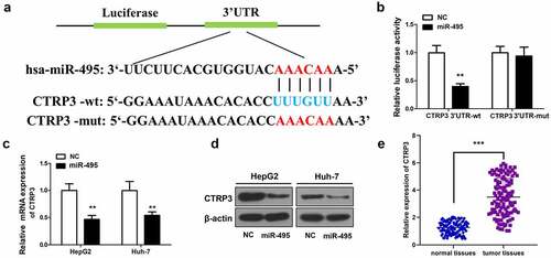 Figure 3. CTRP3 is a direct target of miR-495. (a) sequence alignment between miR-495 and the 3ʹ-UTR of the human CTRP3 mRNA. (b) The luciferase activities of wt/mutant CTRP3 3ʹ-UTR reporter constructs was analyzed in HCC cells transfected with miR-495 or miR-NC. (c) The mRNA levels of CTRP3 in HCC cells were analyzed using real-time PCR and standardized against β-actin. (d) CTRP3 protein levels were subjected to western blotting. (e) The mRNA levels of CTRP3 were profiled in tumor tissues and normal tissues (n = 20). **P < 0.01, ***P < 0.001