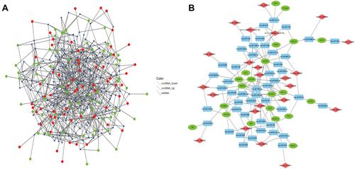 Figure 7 The R software was used to show the circRNA-miRNA-mRNA interactions. (A) miRNA match by the dysregulation circRNA. (B) Construction of the circRNA-miRNA-mRNA network. Total of the top 100 connection RNA-related. Diamond represents circRNA, square represents mRNA, and circle represents mRNA. The most connected molecule indicates the most important in the network of relationships.