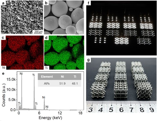 Figure 2. (a-b) SEM morphology of NiTi powder; EDS mapping of (c) Ni element, and (d) Ti element; (e) EDS spectrum; (f) Long-exposure photograph of LPBF process; (g) LPBF-fabricated NiTi lattice structures.