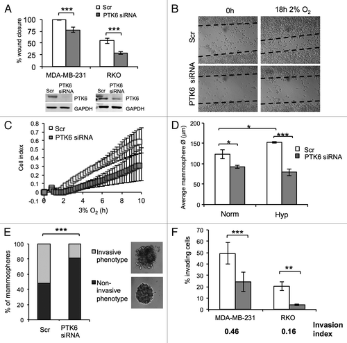 Figure 3. Hypoxia-induced PTK6 promotes cell motility and invasion. (A) MDA-MB-231 and RKO cells were transfected with Scr (scramble) or PTK6 siRNA. Graph represents the percentage of wound closure after 18 h in 2% O2. Graphs represent the mean of n = 3 independent experiments. (B) Representative images of scratch wound assays for (A). (C) MDA-MB-231 cells were transfected with Scr or PTK6 siRNA. Kinetic real-time migration assays were performed at 3% O2 using the xCelligence Real Time Cell Analyzer (RTCA) DP instrument. The graph depicts changes in the cell index (CI). Graph represents n = 2 experiments. (D) MDA-MB-231 cells were transfected with Scr or PTK6 siRNA. Mammospheres were established and exposed to normoxia (Norm) or 2% O2 (Hyp) for 24 h. The graph represents a quantification of the average size of at least 150 mammospheres per condition. Data represent n = 6 individual experiments. (E) MDA-MB-231 mammospheres were generated from cells transfected with Scr or PTK6 siRNA and treated as described in (D). Mammospheres were scored according to their morphological phenotype as non-invasive or invasive. Representative images of both phenotypes depicted in inset. Graph represents the percentage of different morphologies under each condition. Data represent n = 6 individual experiments. (F) MDA-MB-231 and RKO cells were transfected with Scr or PTK6 siRNA as before. Cells were seeded in control (uncoated) or matrigel coated Transwell inserts with 8 μm pore size and allowed to invade for 18 h at 2% O2. Invasion index = % invasion PTK6 siRNA/% invasion Scr. Results are representative of n = 3 individual experiments. *P < 0.05; **P < 0.005; ***P < 0.0001