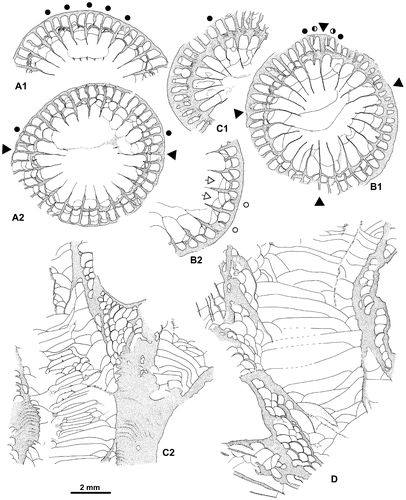 Figure 10. Disphyllum cf. curtum Hill, Citation1954. Views of corallites in transverse and longitudinal sections. A1, A2. Two closely spaced proximal transverse sections with the same orientation. (A1), cardinal sector (inferred from section A2) showing five major septa with large discontinuities in the tabularium, acetate peel ( = Figure 14F1); (A2), section exhibiting a well-marked bilateral symmetry emphasized by a pair of discontinuous major septa and the alar protosepta longer than the metasepta located on their counter side; cardinal sector on top of figure, counter sector on bottom and corresponding protosepta not identified (thin section Bb 1306, corresponding acetate peel Figure 14F2). LPB 19381. B1, B2. Respectively proximal and distal transverse sections (acetate peels); (B1) (= Figure 14H1), section showing a bilateral symmetry, note on both sides of the thickened cardinal septum a pair of shorter minor-like septa, a pair of short major septa, the gradual shortening of the metasepta especially on the counter side of the right alar septum and opposite to the cardinal septum a slightly longer major septum identified as the counter septum; (B2), probably counter sector, note two strongly reduced minor septa and defective herringbone dissepiments (open arrows). LPB 19383. C1, C2. Respectively proximal transverse and longitudinal sections (acetate peels); (C1), note a reduced major septum, other reduced septa occur in the section, but no bilateral symmetry is exhibited; (C2), parent corallite and offset, section showing numerous flat topped incomplete tabulae in the axial zone of the tabularium, and in the tangential sections of the septa, the trabeculae flexing considerably at the tabularium boundary. LPB 19379. D. Longitudinal section (acetate peel), parent corallite and two offsets on its left side, scarce complete tabulae. LPB 19380 (see proximal transverse section Figure 14G).