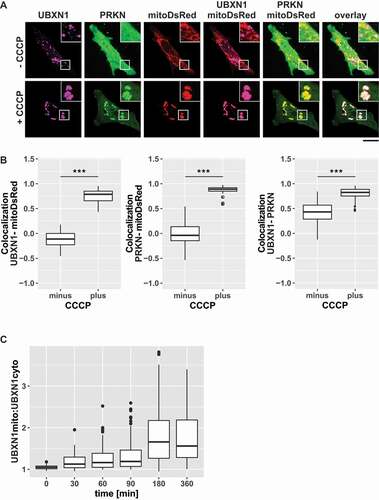 Figure 1. UBXN1 translocates to mitochondria under mitophagic conditions. (A) HeLa cells transfected with expression constructs for FLAG-UBXN1, mitoDsRed and YFP-PRKN were treated with 25 µM CCCP for 6 h, fixed and stained using mouse anti-FLAG antibodies and imaged by confocal microscopy. Shown are representative images from three independent experiments. Scale bar: 20 µm. (B) Distribution of FLAG-UBXN1 and YFP-PRKN staining was measured by line drawing and Pearson’s correlation was calculated for 10 lines per cell. Shown are boxplots of Pearson’s correlations of three independent experiments with at least 15 cells per condition and experiment. Statistical significance was assessed by Student’s t-test. *** denotes p < 0.001. (C) HeLa cells expressing FLAG-UBXN1 together with mitoYFP-T2A-MYC-PRKN were treated with 25 µM CCCP for the indicated times, fixed and stained using mouse anti-FLAG antibodies and imaged by confocal microscopy. The boxplot represents the quantitative analysis of the mitochondrial:cytosolic UBXN1 ratio from three independent experiments (26 to 97 cells per time point). Statistical significance was tested as above.