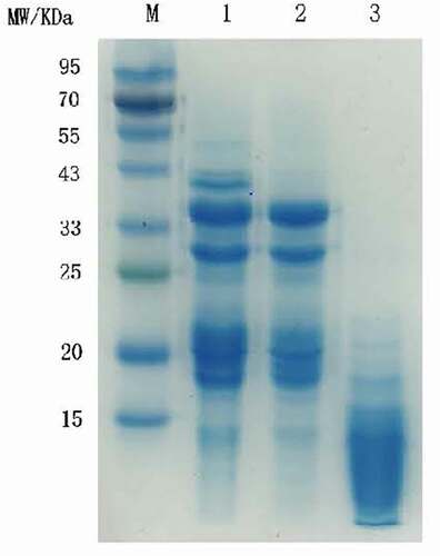 Figure 2. SDS-PAGE profile of sunflower seed protein. Lane M: the marker proteins, Lane 1: sunflower seed protein, Lane 2: macroporous resin adsorption decolorization of sunflower seed protein, Lane3: limited enzyme hydrolysis combined with macroporous resin decolorize sunflower seed protein