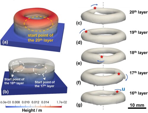 Figure 13. Computed results of the hollow cylinder using laser-wise 67° offset strategy. (a) Overall view of the 20th layer build. (b) The features of the bottom of the 18th layer over the build. (c–g) Decoupled profiles of selected layers. The red stars mark the starting point of each layer.