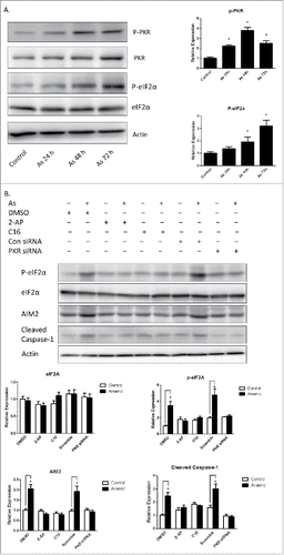 Figure 4. Arsenic activates AIM2 inflammasome through activation PKR. (A) HaCaT cells were treated with sodium arsenite at 2 µM for 24, 48 or 72 h. The levels of p-PKR, PKR, p-eIF2α and eIF2α were determined by Western-blot. (B) HaCaT cells were treated with 2 µM arsenic together with PKR inhibitors C16 or 2-AP for 24 h, or transiently transfected with PKR siRNA and then treated with arsenic for 24 h. The levels of p-PKR, PKR, p-eIF2α, eIF2α, AIM2 and cleaved caspase-1 were determined by Western-blot and quantified by densitometry. (D) Cytokine secretions in the media of arsenic-treated or control cells were determined by ELISA. The experiments were repeated three times. Data are represented as mean ± SEM of three experiments. *p < 0.05 vs. control.