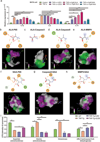 Figure 8. The gut metabolites mediated PBMT effects and its mechanism in the RA process of TNF-Tg mice. (a) The relative expression of IL-1β, IL-6 and IL- 10 after the irradiation of LED or gut metabolites. (b-h) Optimal conformation of molecular docking of alanine (ALA) and N-acetyl-aspartate (NAA) with Caspase3, Caspase8, MMP9 and P65. (i) The proteomic analysis the changes of metabolic enzymes in mice joint synovium. P-values by White’s nonparametric t-test, Storey FDR correction.