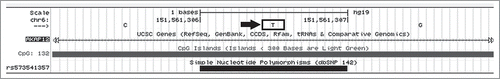 Figure 3. Example of a SNP in a CpG Island for AKAP12 that creates a CpG dinucleotide. The T indicated in the figure is the major allele; G is the minor allele, as seen in Tables 5 and 6.