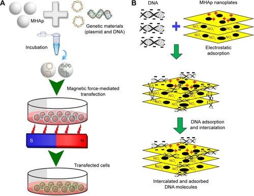 Figure 11 (A) Schematic representation of magnetofection for gene delivery. (B) Schematic illustration of DNA loading into lamellar MHAp nanoparticles for nucleic acid delivery.Abbreviation: MHAp, magnetic hydroxyapatite.