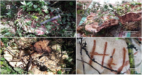 Figure 3. (a) Basidiocarp of Kusaghiziporia usambarensis(holotype). (b) Vertical section of basidiocarp. (c) Lower part of basidiocarp. (d) Bruise reaction, the creamy pores (5A2) turned brown (5D6)