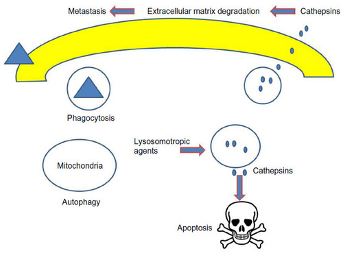 Figure 1 Various functions of lysosomes in normal and cancer cells.