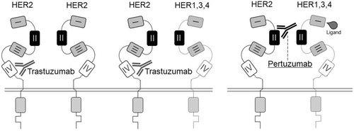 Figure 1 The scheme of the trastuzumab and pertuzumab action. Trastuzumab binds to the extracellular domain (ECD) IV of the HER2 receptor, preventing not only the spontaneous formation of homodimers (HER2–HER2) but also ligand-independent heterodimers (HER2–HER3, HER2–HER1, and HER2–HER4). Pertuzumab binds to the dimerization domain of the HER2 receptor (ECD II), preventing ligand-dependent HER2 heterodimerization. Adapted by permission from the American Association for Cancer Research:  Metzger-Filho O, Winer EP, Krop I. Pertuzumab: Optimizing HER2 blockade. Clin Cancer Res. 2013;19(20):5552–5556. doi:10.1158/1078-0432.CCR-13-0518.Citation30