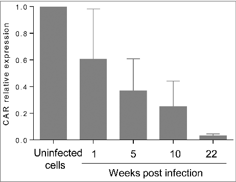 Figure 3. CAR expression is significantly decreased during persistent infection. CAR mRNA was quantified by real-time RT-qPCR during persistent infection. Results are mean+/−SD of 3 independent experiments.
