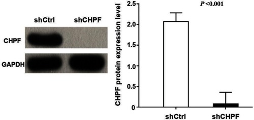 Figure 4 Western blotting-verified transfection efficiency of A549 cell lines.