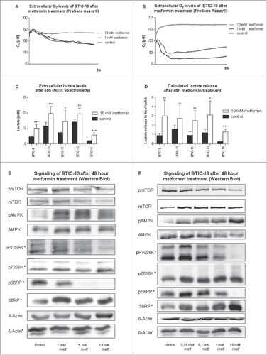 Figure 3. Metabolic effects of metformin on BTICs. (A and B) Extracellular oxygen levels of BTIC-13 and BTIC-18 during 8 h of metformin treatment as determined by a PreSens Assay®. (C and D) Extracellular lactate levels and lactate release per cell per hour corrected for proliferation after 48 h. The average increase in absolute extracellular lactate under 10 mM metformin over the cell lines tested was approximately 5 mM. (E and F) Signaling of BTIC-13 and BTIC-18 after 48 h metformin treatment investigated by Western blot. Confirming previous results, metformin acted as an AMPK-activator and mTOR inhibitor in a dose-dependent manner in both BTIC-13 and -18.