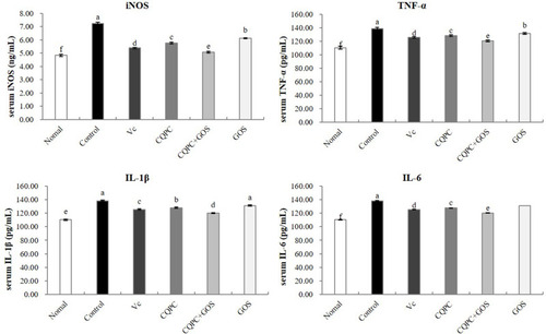 Figure 4 The effect of Lactobacillus fermentum CQPC08 and in combination with GOS on the serum levels of inflammatory cytokines iNOS, TNF-α, IL1β and IL-6 of exercise-induced fatigue mice. Normal and control: vehicle (0.9% normal saline); Vc: 200 mg/kg of vitamin C in vehicle; CQPC: Lactobacillus fermentum CQPC08 (1.0 × 109 CFU/mL) in vehicle; CQPC + GOS: CQPC08 (1.0 × 109 CFU/mL) and 200 mg/kg GOS in vehicle; GOS: 200 mg/kg GOS in vehicle. a–eDifferent letters indicate that there is a significant difference between the two groups (P<0.05).