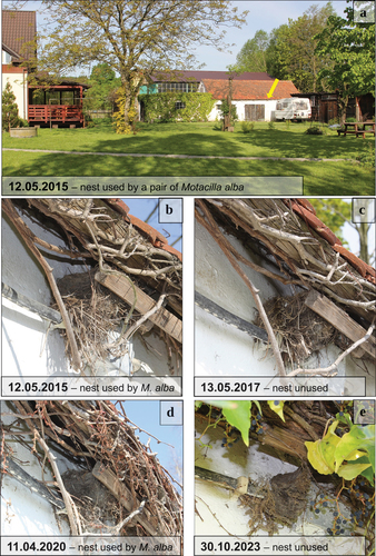 Figure 1. Overview of the location of the focal nest within the garden (a), and a close-up of the nest in 2015, 2017, 2020, and 2023 (b-e). Note the slight changes in the nest construction over the years. The 2023 photograph (e) shows the condition of the nest when it was 16 years old; two months after much of it fell down (see text). Arrow in section a shows the exact location of the nest on the wall of the farm building. For detailed location of the nest and the garden, the reader is referred to the Google earth file in the supplementary material (photos by Andrzej Wuczyński).