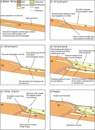 Figure 15. Schematic retro-deformation model of evolution of the north wall of the Lug Creek trench showing (a) period of active fan deposition prior to ∼60 ka; (b) Event D faults and folds alluvial fan sediments, and a small colluvial wedge is deposited followed by silt infill of the footwall; (c) in Event C the fault tip is thrust on top of footwall silts, followed by deposition of mixed gravels and silts interpreted as reworking of up-thrown sediments; (d) in Event B the fault tip is shunted forward along a low-angle thrust tip, faulting units 4a and 4b, and additional folding uplifts the hanging wall which becomes unstable and collapses resulting in deposition of a colluvial wedge (unit 3b); (e) Event A sees further folding and propagation of the fault tip at a steep angle to ground surface; (f) at present, silts on the unstable scarp have been eroded onto the footwall, followed by deposition of loess and subsequent formation of modern soil.