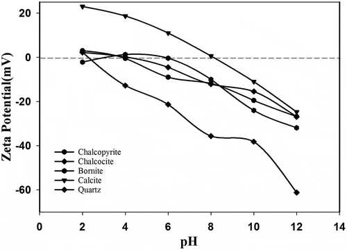 Figure 4. Zeta potential of copper minerals and gangue minerals in aqueous solution.