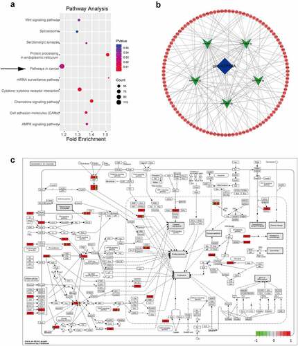 Figure 4. KEGG analysis and a ceRNA network regulated by circ-ATP10A. (a) The top 10 enriched signaling pathways in the KEGG analysis of the selected 6000 mRNAs. (b) A circRNA–miRNA–mRNA network was constructed by Cytoscape (3.8.2). The map shows the top 5 miRNAs (green) regulated by circ-ATP10A (blue) and 111 mRNAs (red) involved in ‘pathways in cancer’. (c) The pathway information of ‘pathways in cancer’ was drawn by pathview. Red indicates up regulation and green indicates down regulation.