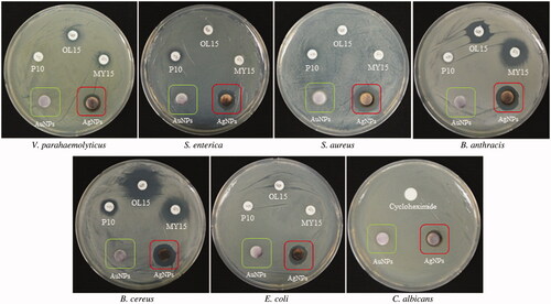 Figure 5. Antimicrobial activity of nanoparticles in comparison with antibiotics against V. parahaemolyticus, S. enterica, S. aureus, B.anthracis, B.cereus, E. coli, and C. albicans. Note: P10, penicillin G 10 μg/disk; OL15, oleandomycin 15 μg/disk; MY15, lincomycin 15 μg/disk; cycloheximide, 10 μg/disk; AuNPs, gold nanoparticles, 30 μl (100 mg/l); AgNPs, silver nanoparticles, 30 μl (100 mg/l).