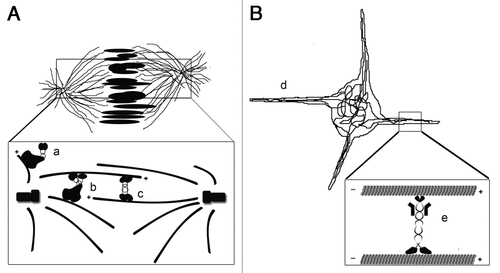 Figure 1 Molecular motors organize microtubules to facilitate microtubule-mediated force production. (A) The mitotic spindle is organized by three motor proteins and drives the separation of chromosomes into daughter cells. The motors include the dynein/dynactin complex, which functions to anchor the centrosomes to the cell cortex (a), and anchor microtubule minus ends to the centrosome (b). The kinesin 5 motor (c) pushes the two centrosomes apart by crosslinking and sliding anti-parallel microtubules. (B) Our recent study shows that the growth of cellular processes filled with microtubule bundles (d) is powered by microtubule sliding by kinesin-1 heavy chain (e) in interphase cells.Citation23