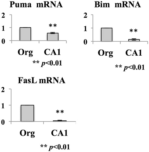 Figure 2. Expression of FoxO1 target genes. Total RNA was prepared from MT-2Org and MT-2CA1 cells and the amounts of Bim, Puma and Fas-ligand mRNA measured by real-time RT-PCR. Amounts shown are relative to those in MT-2Org cells. Data shown are means ± SD of three independent experiments. Differences between MT-2Org and MT-2CA1 were compared with using a Student’s t-test.