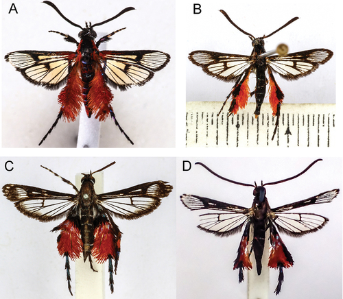 Figure 3. (a) Scarlata nirvana gen. et sp. nov. holotype male; (b) S. guichardii gen. et sp. nov. holotype male; (c) Malayomelittia ruficrista comb. nov. holotype female; (d). M. ruficrista male NHMUK10605228.