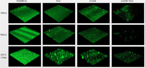 Figure 8 In vitro effects of 1x MIC tigecycline combined with 2x MIC azithromycin on biofilms of S. maltophilia strains after 12 h. Green fluorescent staining (AO) represents extracellular DNA. CLSM images of panel of control groups (without antibiotics) S. maltophilia biofilms have spatial biomass distribution of mature biofilms and thick coating of biofilm with compact architecture characterized by large clumps. By contrast, see panels SMA1, SMA2, and ATCC17666. CLSM images of S. maltophilia biofilm treated with 1x MIC tigecycline and 2x MIC azithromycin alone, and 1x MIC tigecycline combined with 2x MIC azithromycin. Compared with the control group (without antibiotics), the established biofilms of the antibiotic treatment group were disrupted and biofilm cells were rare. Compared with S. maltophilia biofilm treated with 1x MIC tigecycline and 2x MIC azithromycin alone, when 1x MIC tigecycline was combined with 2x MIC azithromycin, biofilms of S. maltophilia were almost disrupted. As shown in the figure, the green fluorescence is very weak and the color is very dark when observed under a laser confocal microscope. This indicates that there are few biofilm cells and the structure was destroyed. Scale bar: 50 μm.