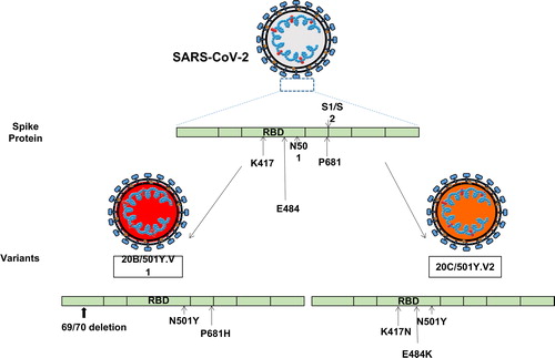 Figure 2. Mutants of SARS-CoV-2.