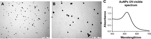 Figure 1 Characterization of AuNPs.Notes: (A, B) FETEM images reveal discrete particles of AuNPs. Scale bar: 200 nm and 100 nm. (C) UV-visible spectra of AuNPs. The UV-visible spectra of 15 nm AuNPs were characterized by surface plasma resonance absorption peaks at approximately 517 nm.Abbreviations: AuNPs, gold nanoparticles; FETEM, field-emission transmission electron microscopy; UV, ultraviolet.