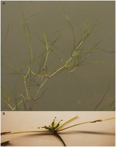 Figure 1. Species reference image of Zannichellia palustris. (A) Plant of Z. palustris. (B) Fruits of Z. palustris. Photos attributed to Jinwang Wang from Zhejiang Academy of Agricultural Sciences and used by his permission.