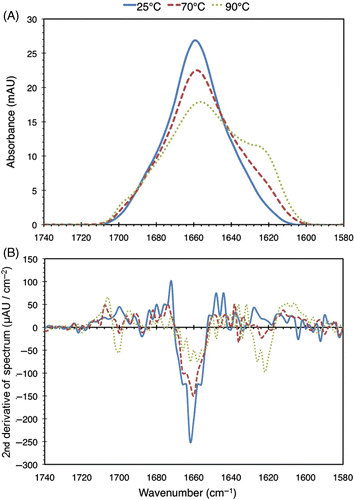 Figure 5. (a) FTIR spectra of 2% (w/v) BSA solutions heated to 25°C, 70°C, and 95°C for 30 minutes. For this run of the experiment, the spectra at 40°C and 60°C (not shown) were found to be similar to the 25°C one. (b) Second derivatives of the spectra. The zero-crossings of the second derivative curves correspond to inflection points in the original spectra, which are used in the peak fitting process as described in the text.