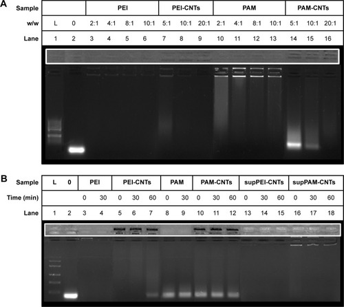 Figure 3 Agarose gel electrophoresis of polymer-coated CNTs complexed with a synthetic DNA.Notes: Agarose gel (1%) stained with Hoechst 33258 shows that (A) PEI-coated and PAMAM-coated CNTs are able to bind DNA (10:1 w/w) (lanes 7–9 and 14–16) similar to starting polymers (lanes 3–6 and 10–13) but at a different weight ratio. DNA ladder (50 bp) was loaded in lane 1 and a well-characterized DNA fragment (∼250 bp) in lane 2. The heparin competitive assay (B) indicates that the nucleic acid bound to PAM-CNTs is more easily released (lanes 10–12), compared to PEI-CNTs (lanes 5–7 and 13–15), whereas supPEI-CNTs and supPAM-CNTs can bind nucleic acid more strongly compared to their CNT counterparts.Abbreviations: CNTs, carbon nanotubes; CTR, control; PAMAM, polyamidoamine dendrimer; PEI, polyethyleneimine.