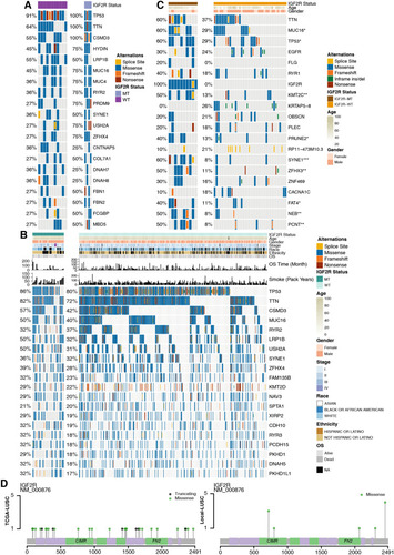 Figure 3 Genomic alterations in LUSC. (A) Fifteen LUSC cell lines are arranged from left (with IGF2R mutations) to right (without IGF2R mutations). Alterations in the LUSC cell line genes are annotated for each sample according to the color panel below the image. (B) Tumor samples from the cohort TCGA-LUSC are arranged from left (with IGF2R mutations) to right (without IGF2R mutations). Alterations in TCGA-LUSC candidate genes are annotated for each sample according to the color panel below the image. The clinical information for each candidate gene is plotted on the top panel. (C) Alterations in Local-LUSC candidate genes are annotated for each sample according to the color panel below the image. Clinical information for each candidate gene is plotted in the top panel. (D) Lolipop plot of mutation sites of IGF2R in the cohorts TCGA-LUSC and Local-LUSC.