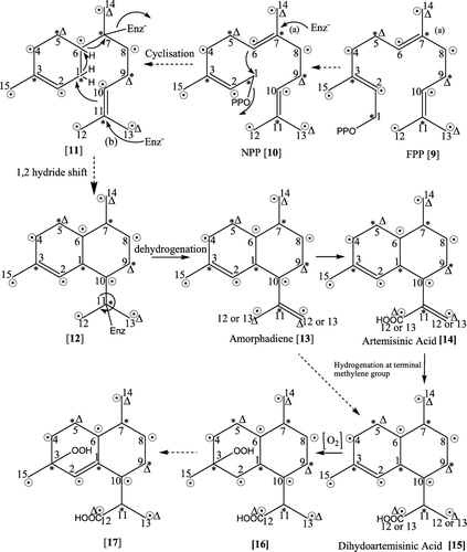 Figure 2.  Proposed biosynthetic pathway from NPP (9) to allylic hydroperoxide (17) intermediate en route to artemisinin (21). Broken arrows indicate the presence of hypothetical pathway involving free or enzyme bonded intermediates which were difficult to isolate.