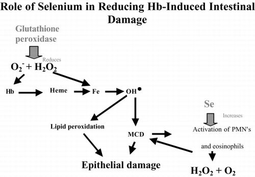 Figure 10. Diagram of the possible roles of selenium in reducing hemoglobin-induced intestinal damage. MCD: mast cell degranulation.