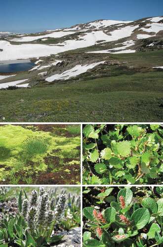 Figure 2. (a) Typical North American alpine habitat, Beartooth Plateau, Rocky Mountains. (b) Alpine bog. (c) Betula nana, ectomycorrhizal. (d) Salix arctica, ectomycorrhizal. (e) Salix reticulata, ectomycorrhizal