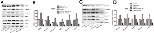Figure 7 The protein expression of TNKS1, cyclinD1, MMP-7, β-catenin, p-β-catenin and c-Myc in U251 and U87 cells following transfection with overexpression and siRNA vectors: (A and C) representative Western blots, and (B and D) relative protein level. * denotes P < 0.05 vs control.