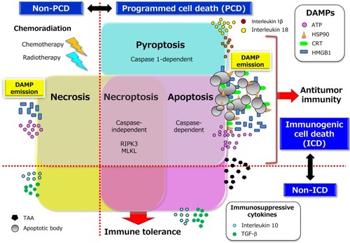 Figure 1 Two conceptual dichotomies among multiple forms of cancer cell death: ICD versus non-ICD, and PCD versus non-PCD. The multiple forms of cancer cell death include apoptosis, necroptosis, pyroptosis, and necrosis. The first three of these types of cell death are classified as PCD, and the last as non-PCD. PCD is defined as the death of a cell mediated by an active intracellular program, and is therefore also referred to as cellular suicide. Cell death can also be classified as ICD or non-ICD depending on the extent of DAMP induction or release from dying cells in response to chemoradiation. Representative DAMPs, as hallmarks of ICD, include CRT and HSP90 exposed on the outer surface of the cell membrane as well as ATP and HMGB1 released into the extracellular space. CRT, which promotes the engulfment of TAAs derived from cancer cells by DCs, is exposed only on cells undergoing immunogenic apoptosis, being absent on cells dying in an immunologically silent manner. Non-ICD can be accompanied by the release of immunosuppressive cytokines such as transforming growth factor–β (TGF-β) and interleukin 10 that are abundant in tumor tissue as well as by enrichment of regulatory T cells, both of which may promote tumor tolerance. The precise expression patterns of DAMPs and the balance between these two dichotomies in cell death types may determine the fate of the subsequent adaptive immune response namely, immune tolerance versus antitumor immunity.