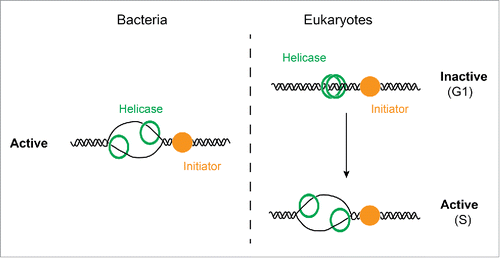 Figure 1. Activity states of the replicative DNA helicase at bacterial and eukaryotic replication origins. In bacteria the replicative DNA helicase is loaded in active form around single-stranded DNA at the origin (left). In eukaryotes, the replicative DNA helicase is loaded in inactive form around double-stranded DNA at the origin; activation of the helicase is temporally separated from helicase loading in the cell cycle (right). The initiator protein(s) direct the loading of the replicative DNA helicase. G1 and S indicate the G1 phase and S phase cell cycle stages in eukaryotes.