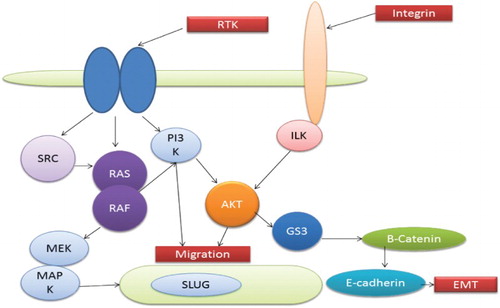 Figure 3. Interaction of various pathways leading to EMT.