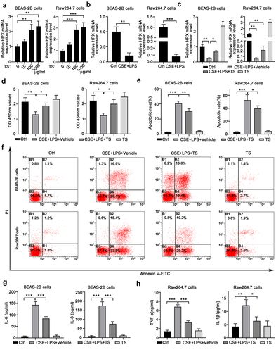 Figure 3. TS treatments attenuated the diminished proliferation, enhanced apoptosis, and increased inflammatory cytokine production caused by CS and LPS in normal human lung cells and mouse macrophages. (a) TS treatment increased HPX/Hpx expression in normal human lung BEAS-2B cells and RAW164.7 mouse macrophages. Cells were stimulated with the indicated concentrations of TS for 48 h, and HPX/Hpx mRNA levels were quantitated by qPCR. (b)Cigarette smoke extract (CSE) plus LPS treatments decreased HPX/Hpx expressions in BEAS-2B cells and RAW164.7 cells. (c) Cells were left un-treated (Ctrl), treated with CSE plus LPS and vehicle, or CSE plus LPS and TS, or TS only, for 48 h. The mRNA levels of HPX/Hpx in four groups of cells were measured by qPCR. (d-f) The proliferation (d) and apoptosis (e-f) of four groups of BEAS-2B or RAW264.7 cells were measured by CCK-8 assay and Annexin V staining, respectively. Representative flow profile is shown (f), and the apoptosis rates (% of Annexin V+ cells) were summarized (e). (G) Production of IL-6 and IL-8 in culture supernatant of BEAS-2B cells in the indicated four groups was determined by ELISA. (h) Production of TNF and IL-1β in culture supernatant of RAW164.7 cells in the indicated 4 groups was determined by ELISA. n=5 for each group. *P<0.05; **P<0.01; ***P<0.001, between the indicated groups.