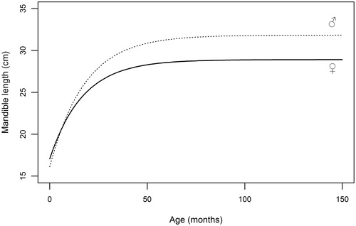 Figure 4. Graphical representation of von Bertalanffy equations (5) fitted to mandible length data collected on red deer males and females during the hunting seasons.