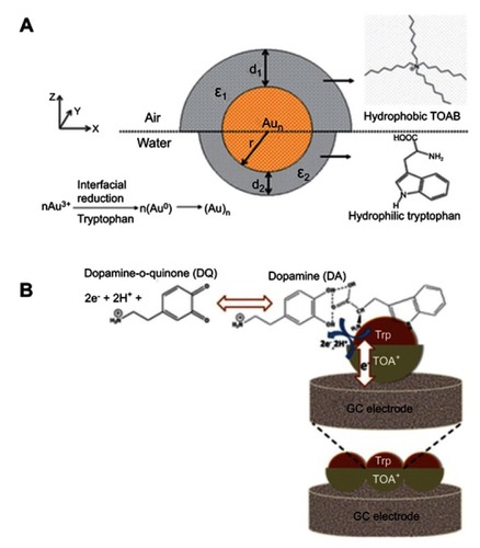 Figure 20 (A) Janus structure of the gold nanoclusters formed at the air–water interface. (B) Schematic representation of L-tryptophan–dopamine H-bonding interaction leading to electrocatalytic oxidation of dopamine at the Janus electrode/electrolyte interface. The blue arrows represent the redox reaction of dopamine at the gold nanocluster surface. The white arrow shows the electronic communication between the Janus cluster mediators to the glassy carbon electrode. Reprinted with permission from Biji P, Patnaik A. Interfacial Janus gold nanoclusters as excellent phase- and orientation-specific dopamine sensors. Analyst. 2012;137(20):4795–4801.Citation108 Copyright 2012 Royal Society of Chemistry.