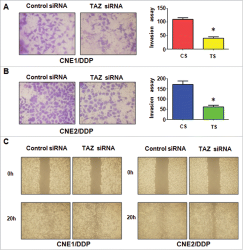 Figure 5. Down-regulation of TAZ inhibits motility and invasion in CR cells. A-B, Invasion assay were performed in TAZ siRNA-transfected CNE1/DDP (A) and CNE2/DDP cells (B). Right panel: Quantitative results are illustrated for left panel. *P < 0.05 vs control. C, Wound healing assays were performed to measure the motility in CR cells transfected with TAZ siRNA.