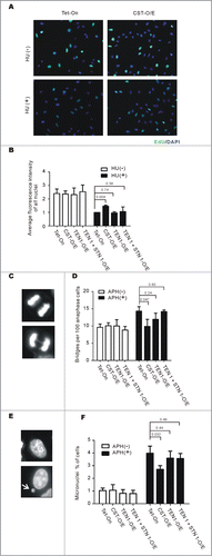 Figure 2. CST overexpression rescues the effects of replication stress. (A and B) Replication restart after release from HU. CST, TEN1, STN1 + TEN1 over-expressing cells were treated with HU for 2 h, released and then labeled with EdU for 30 min. (A) Images showing EdU uptake. Green, EdU; Blue, DAPI (B) Quantification of EdU uptake. Levels are relative to EdU incorporation by control Tet-On cells after release from HU (mean ± SEM, n = 3 experiments, p-values are indicated). (C-F) Cells were treated with 0.2 mM aphidicolin for 16 h (C and D) or 10 h (E and F) to induce formation of anaphase bridges and micronuclei. (C) Representative images of cells with (bottom) or without (top) anaphase bridges. (D) Quantification of the percentage of anaphase cells with bridges (mean ± SEM, n = 3 experiments, p-values are indicated). (E) Images of cells with (bottom) or without (top) micronuclei. The arrow points to a micronucleus. (F) Quantification of the percent of cells with micronuclei (mean ± SEM, n = 3 experiments, p-values are indicated).