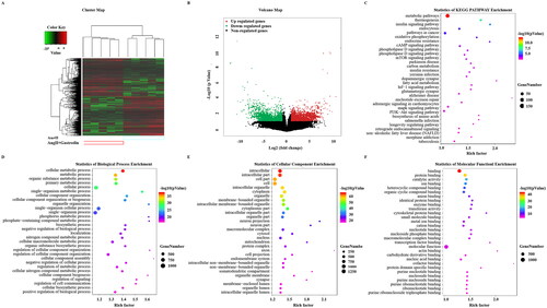 Figure 3. Gene Ontology (GO) enrichment and Kyoto Encyclopedia of Genes and Genomes (KEGG) signalling pathways analysis. (A) Hierarchical clustering plots and (B) volcano plots were used to compare gene expression profiles between the Ang II + gastrodin and Ang II groups (|fold change| ≥ 2, *p < 0.05). (C) KEGG pathway enrichment analysis of differentially expressed transcripts (DETs) comparing the Ang II + gastrodin and Ang II groups. (D–F) GO analysis was performed based on DETs from comparisons of the Ang II + gastrodin and Ang II groups. The top 30 enriched items for (D) biological processes, (E) cellular composition and (F) molecular function are presented.