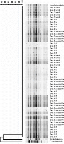 Figure 1.  Restriction endonuclease digestion patterns obtained by PFGE of re-isolated E. coli from Experiments 3, 4 and 5 (n=5 re-isolates per experimental group; two re-isolates of orally inoculated birds of Experiment 4 were not tested) were considered genetically indistinguishable compared the inoculum strain. The two control isolates A and B originating from two different field outbreaks of EPS appeared to be genetically unrelated to the former isolates. IVAG, i.v., aerosol 1×, i.t. and aerosol 4× denote the inoculation or exposure routes by order of appearance in the figure, which are intravaginal, intravenous, aerosol once, intratracheal and aerosol four times, respectively. The dendrogram was constructed based on Dice similarity comparison of fragment profiles followed by UPGMA analysis.